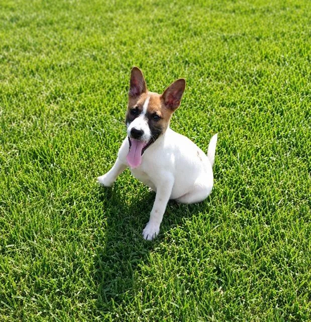 A baby medium-sized male Jack Russell Terrier dog named Jack for adoption in Marianna, FL