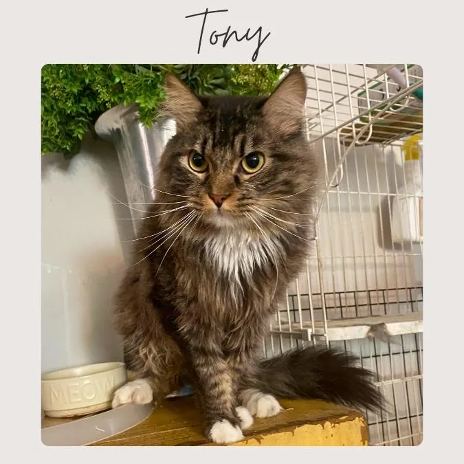 Tony