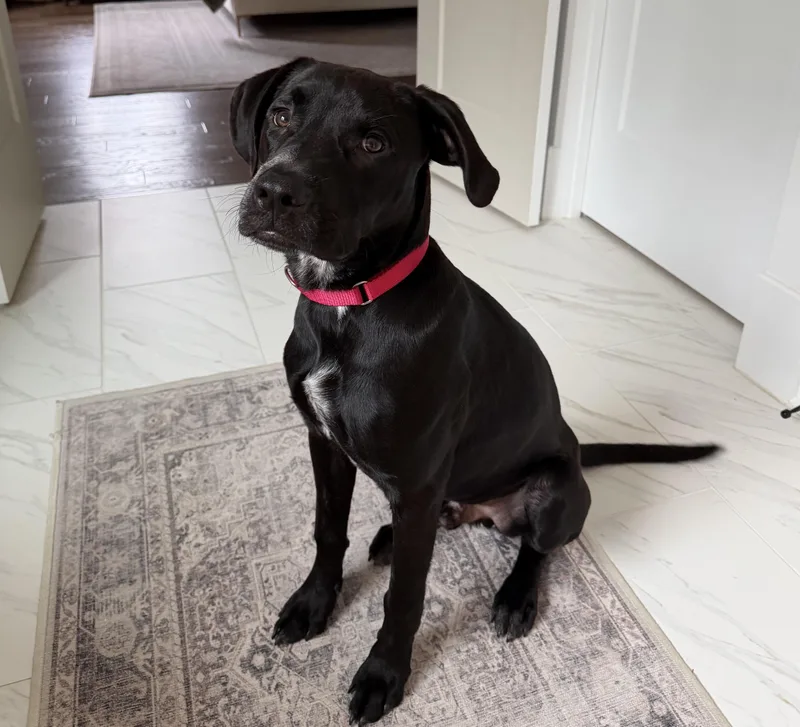 A baby medium-sized male Black Labrador Retriever dog named Fin for adoption in Rock Hill, SC