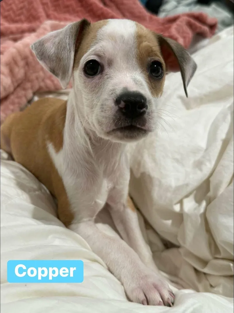 A baby medium-sized male Chihuahua dog named Copper for adoption in Alexander, AR