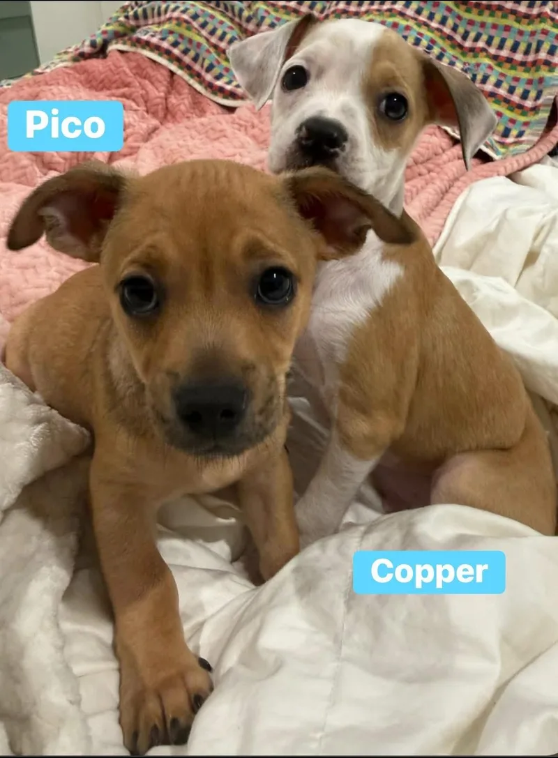 Copper thumbnail 5