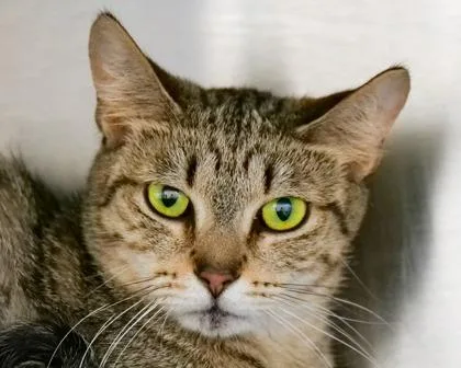 An adult small-sized female Domestic Short Hair cat named Stella for adoption in West Seneca, NY