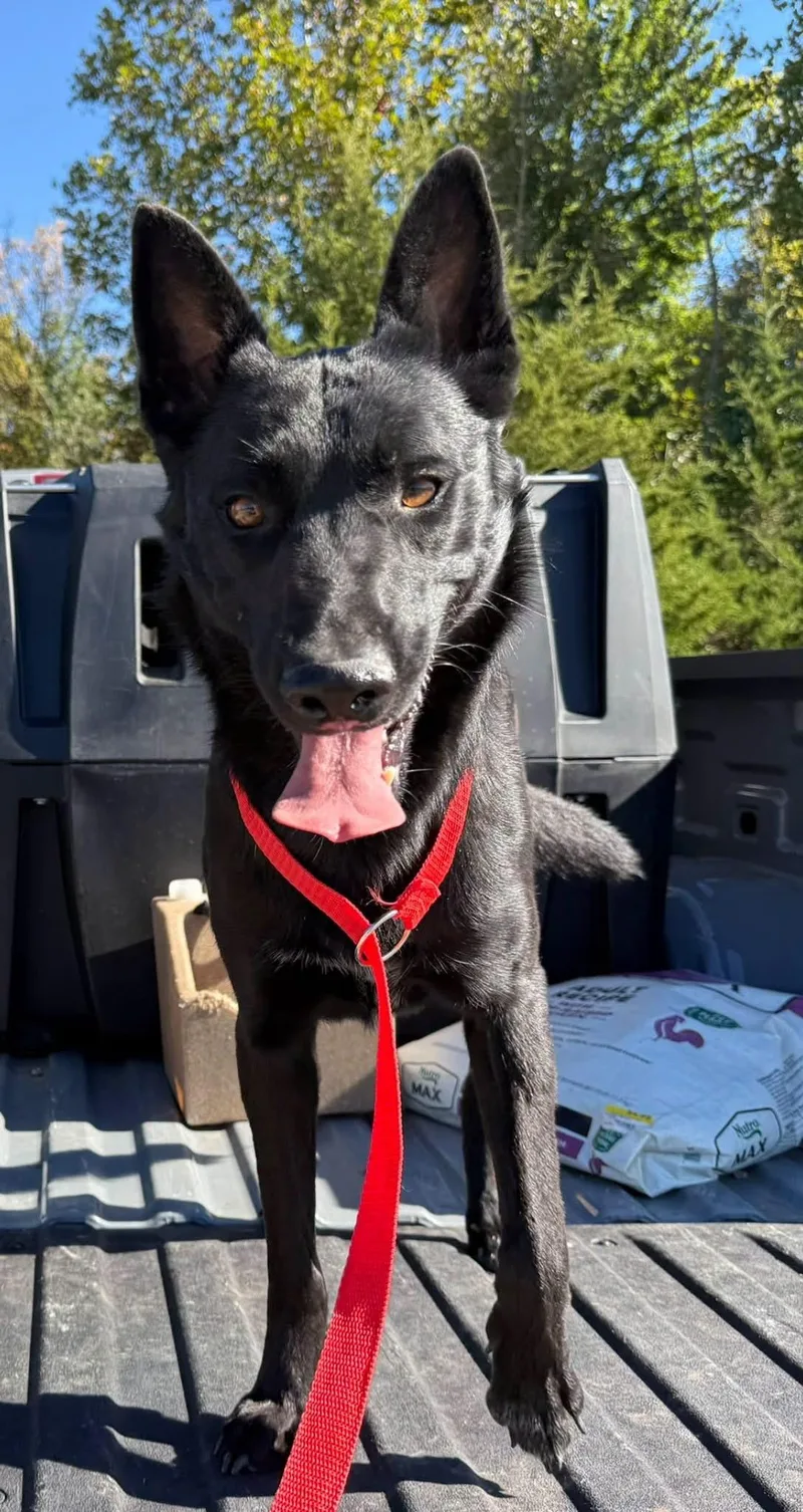 A young medium-sized male Australian Cattle Dog / Blue Heeler dog named Nike for adoption in SPRINGFIELD, OH