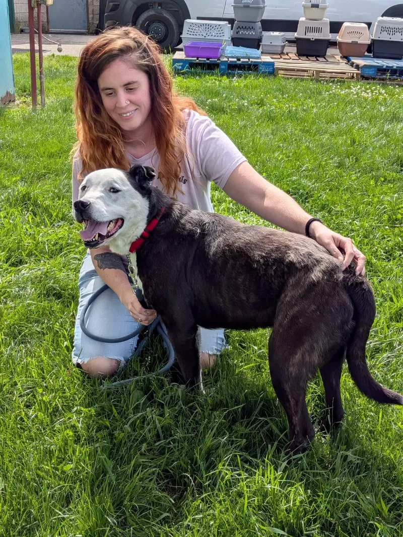 A senior medium-sized male Brindle Terrier dog named Duke for adoption in Elyria, OH