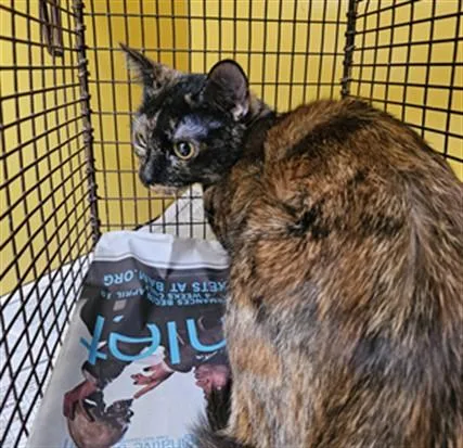 A young small-sized female Domestic Short Hair cat named Ceferina for adoption in Los Angeles, CA