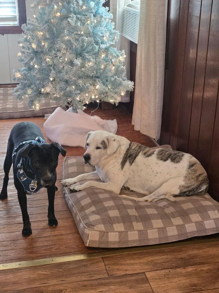 Dutchess thumbnail 2