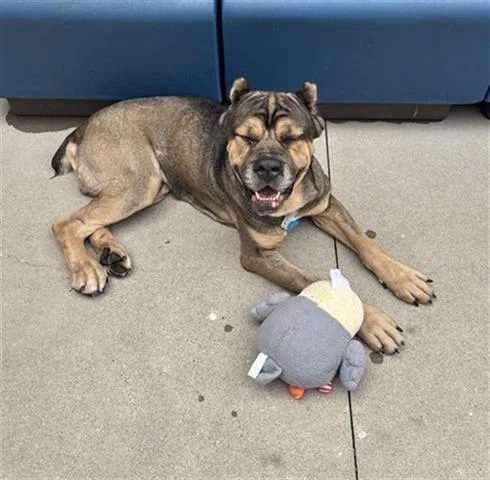 A young large-sized male Cane Corso dog named Gobstopper for adoption in Dayton, OH