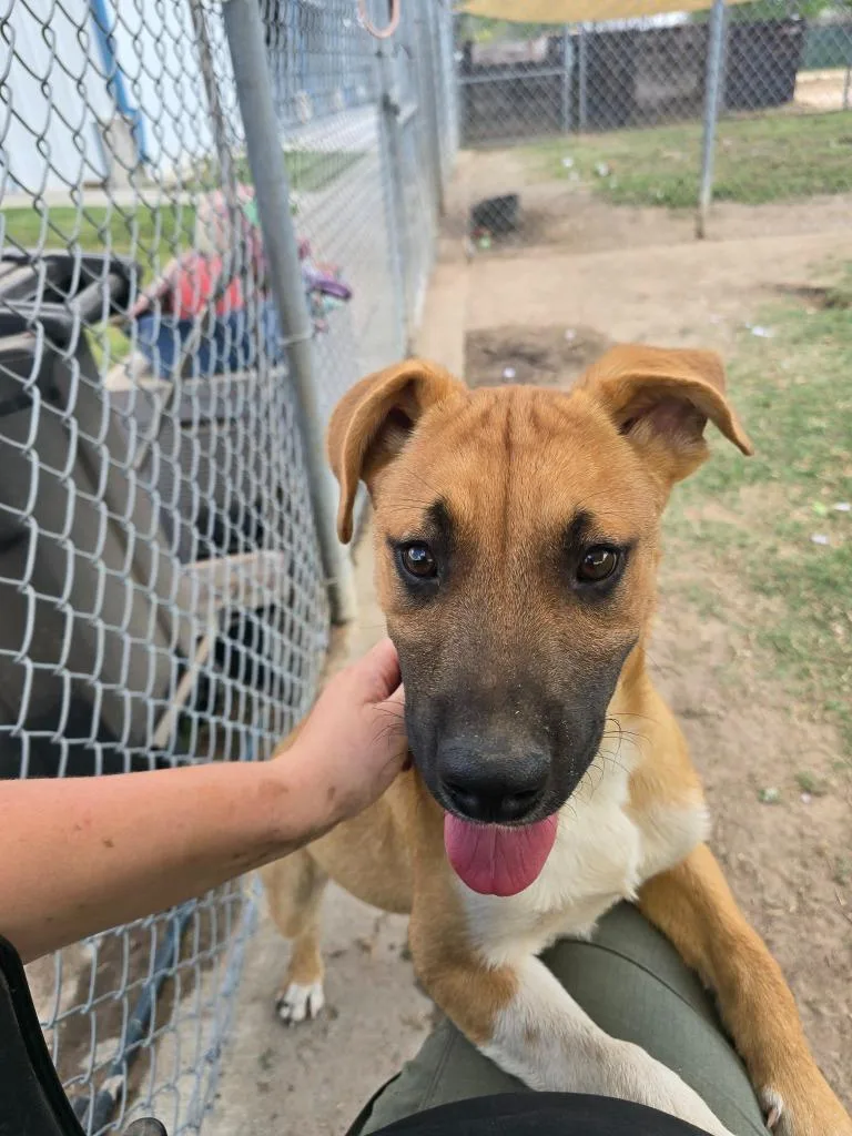 A young medium-sized male Labrador Retriever dog named Charlie for adoption in Humble, TX