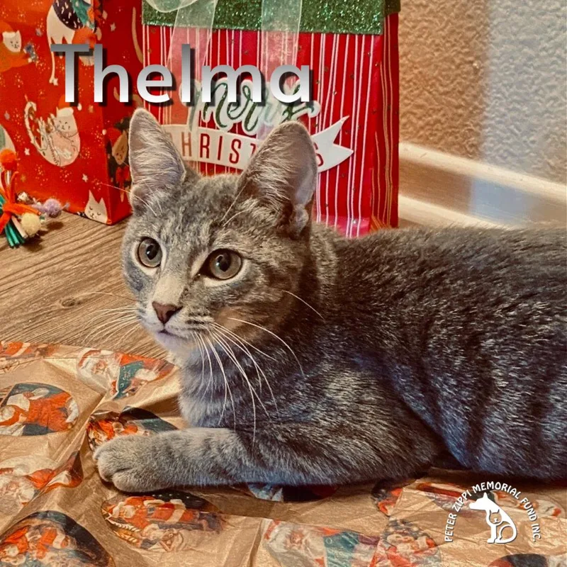 Thelma & Louise thumbnail 5