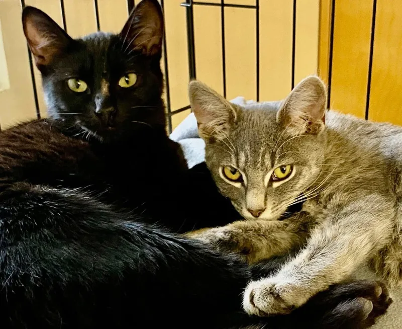 Thelma & Louise thumbnail 6