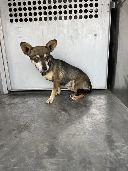 An adult small-sized female Chihuahua dog named Sparkles for adoption in Victorville, CA