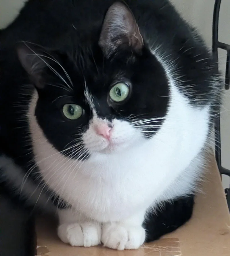 Strumpet