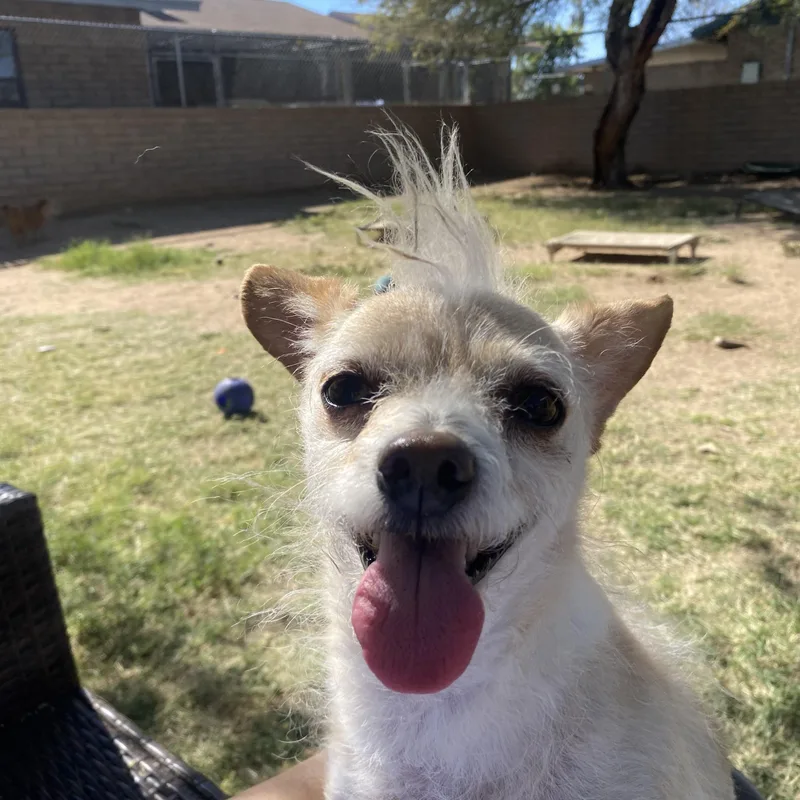 Bixby