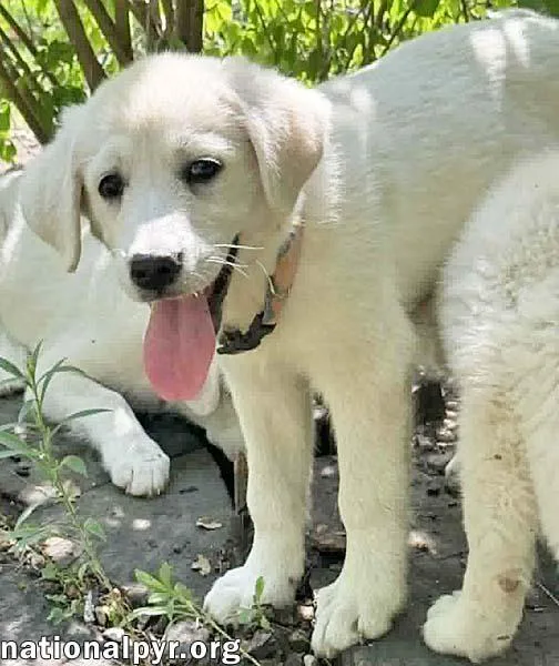 Rhea in OH  thumbnail 2
