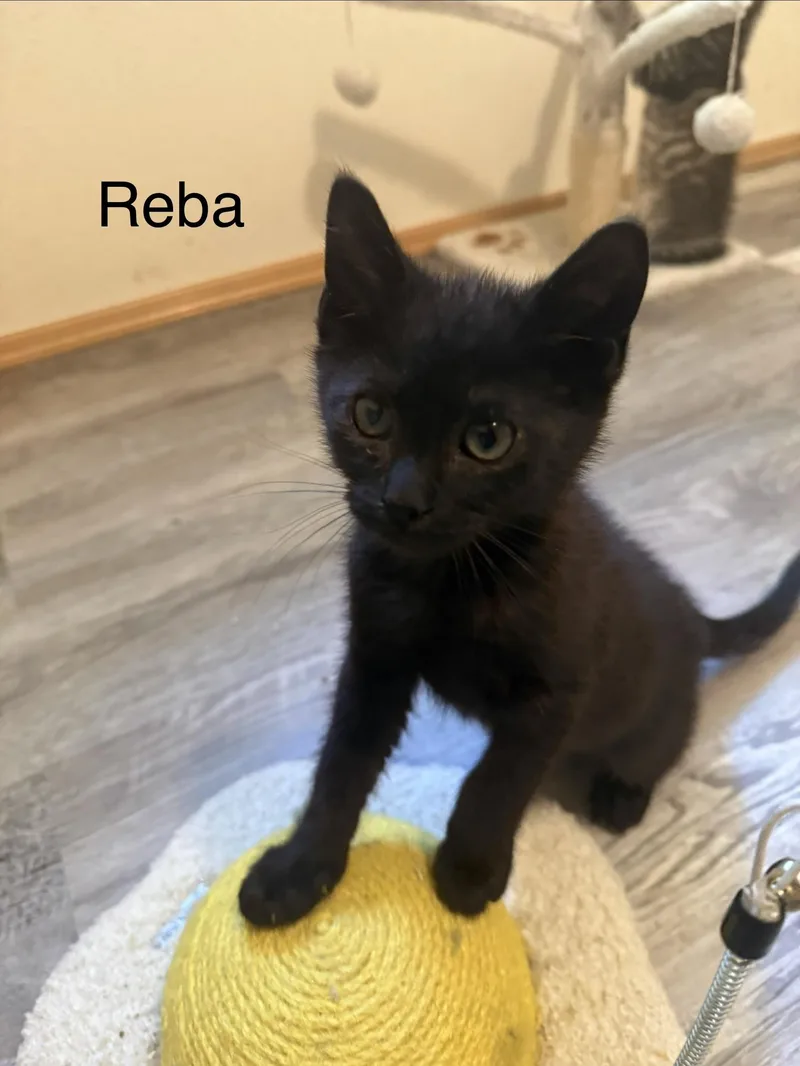 Reba