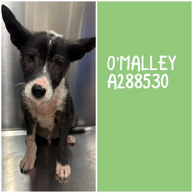 A baby small-sized male Mixed Breed dog named O'malley for adoption in Macon, GA