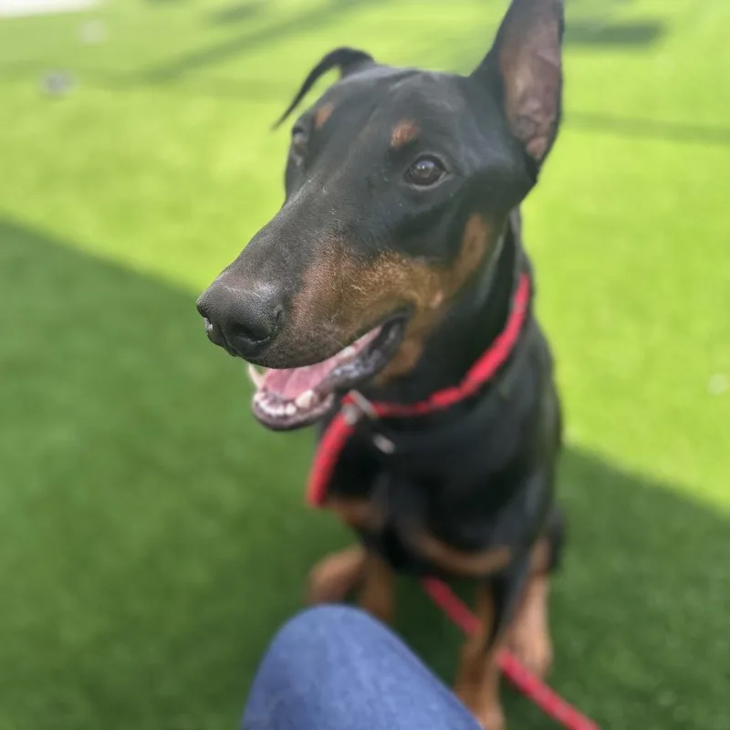A young large-sized male Black Doberman Pinscher dog named Drago for adoption in Chicago, IL