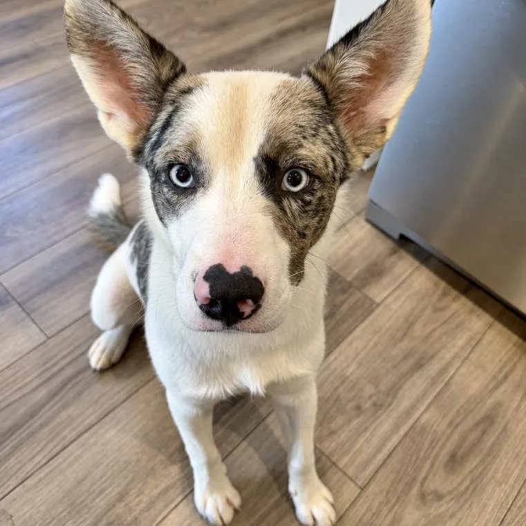 A young medium-sized male White / Cream Australian Cattle Dog / Blue Heeler dog named Parker for adoption in Mead, CO