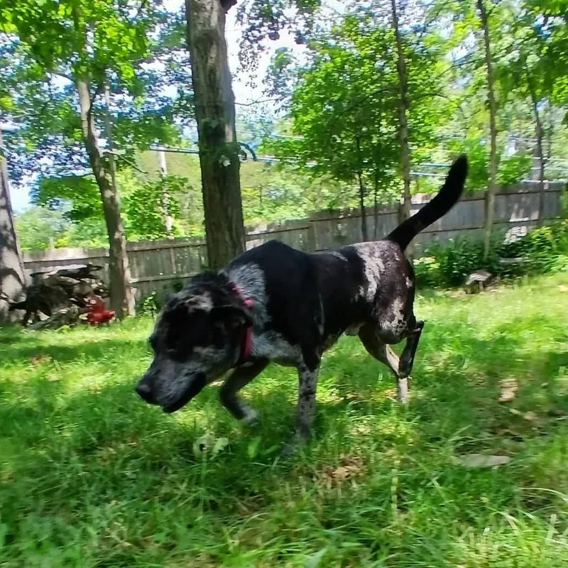 An adult medium-sized male Harlequin Mixed Breed dog named Duke for adoption in Saugerties, NY