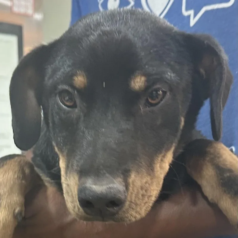 A baby medium-sized male Black Labrador Retriever dog named Rodney Local April for adoption in Brookshire, TX