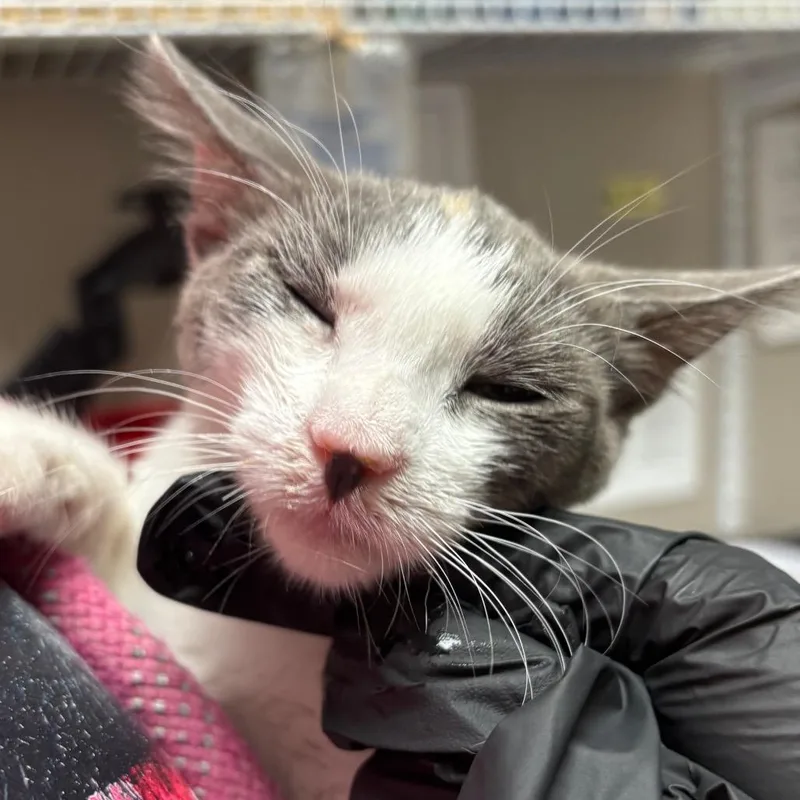 A baby small-sized female White Domestic Short Hair cat named Sorrow for adoption in Yuma, AZ