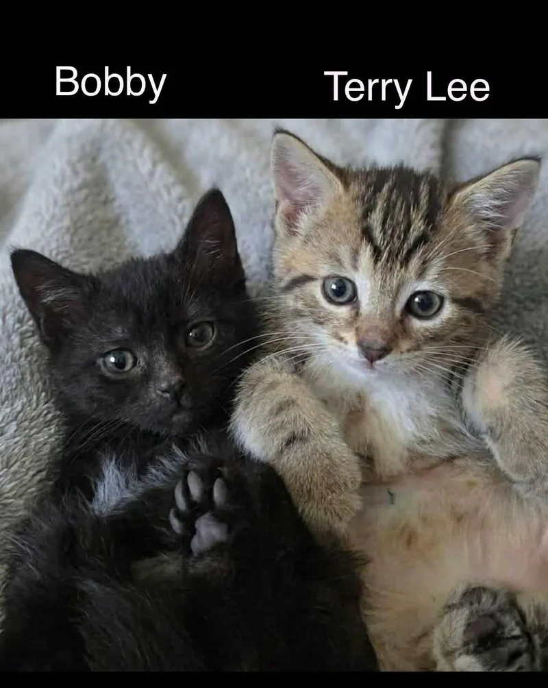 A baby medium-sized male Tabby (Brown / Chocolate) Tabby cat named Baby Bobby & Terry for adoption in Wyandotte, MI