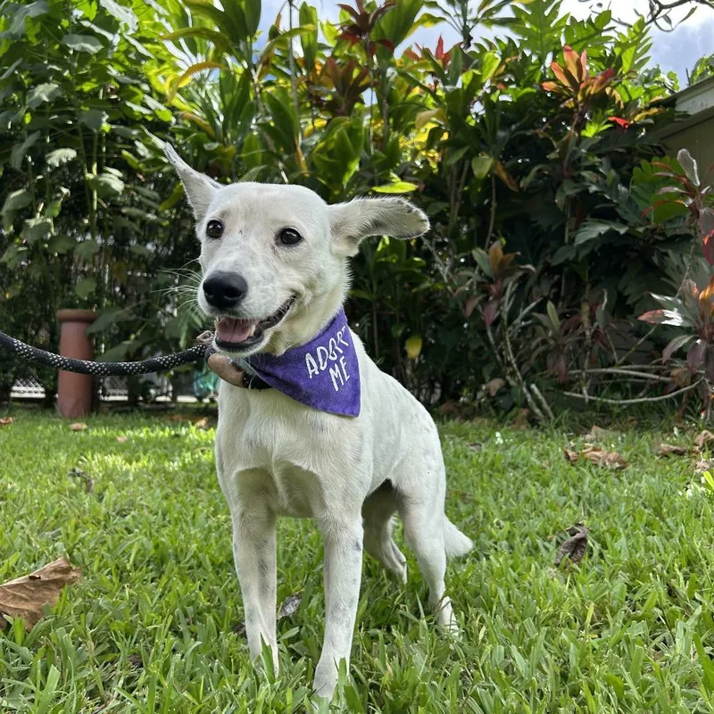 A young medium-sized female Mixed Breed dog named Maisie for adoption in Kailua Kona, HI