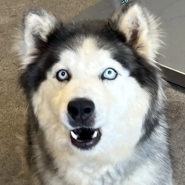 Sera