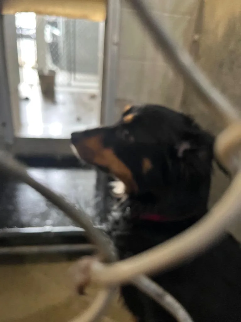 An adult medium-sized male Australian Shepherd dog named Klee for adoption in Hopkinsville, KY