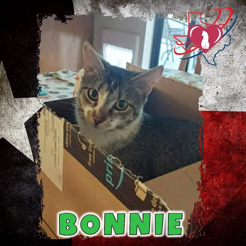 A young small-sized female Torbie Domestic Short Hair cat named Bonnie for adoption in Kingman, AZ