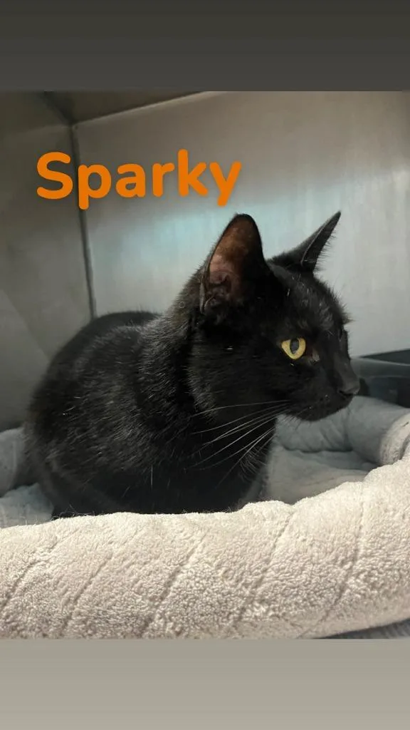 An adult medium-sized male Domestic Medium Hair cat named Sparky for adoption in Kendallville, IN