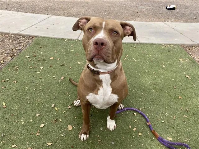 A young large-sized female Pit Bull Terrier dog named Minnie for adoption in Phoenix, AZ