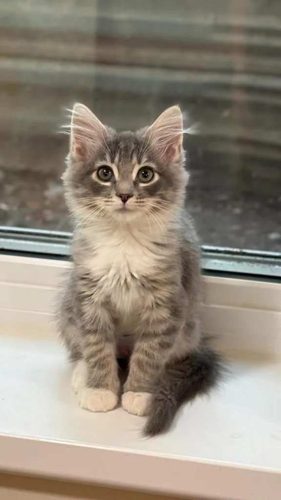 A baby medium-sized male Domestic Medium Hair cat named Cedric for adoption in Salt Lake City, UT