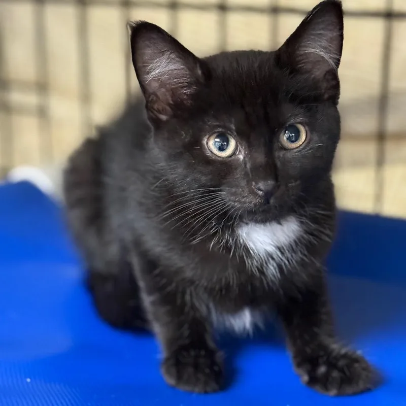 A young small-sized female Domestic Short Hair cat named Barb for adoption in Cumming, GA