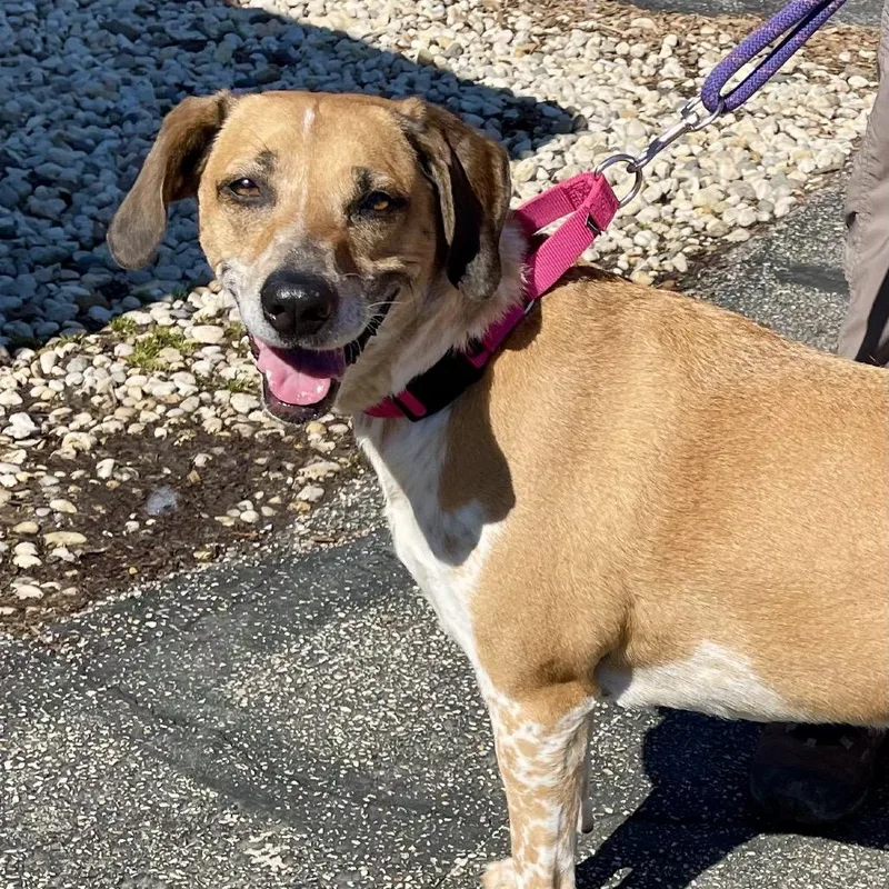 A senior medium-sized female Yellow / Tan / Blond / Fawn Hound dog named Lucy for adoption in Deerfield, IL