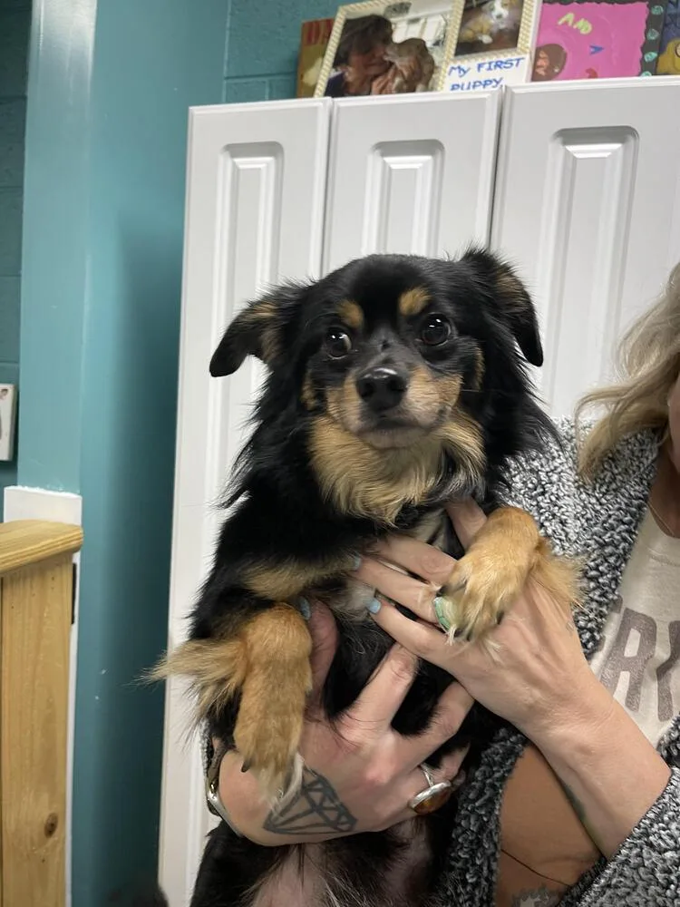 An adult small-sized male Brown / Chocolate Chihuahua dog named Night Night for adoption in Chattanooga, TN