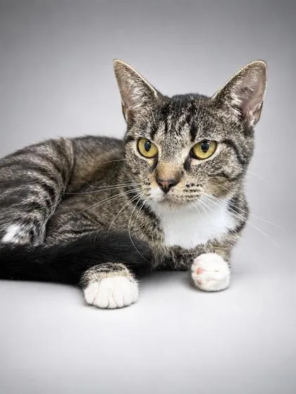 An adult medium-sized female Domestic Short Hair cat named Alicia for adoption in Bowling Green, KY