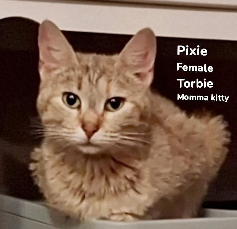 A baby medium-sized female Domestic Short Hair cat named Pixie for adoption in Burnsville, NC
