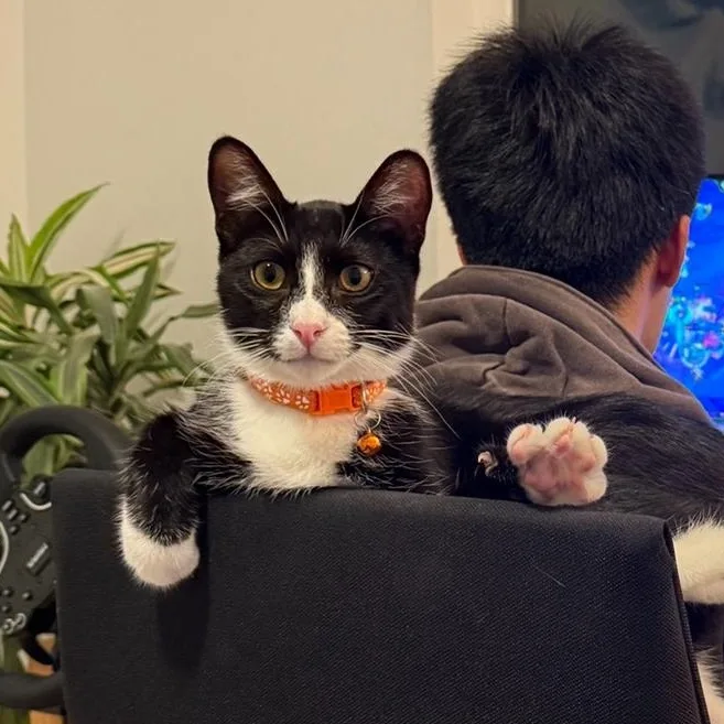 A young medium-sized male Black & White / Tuxedo Domestic Short Hair cat named Carrey for adoption in Orange, CA
