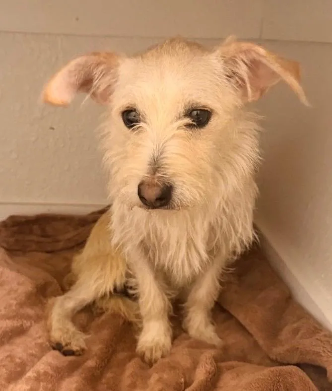 A young small-sized male Cairn Terrier dog named Theo for adoption in Boston, MA