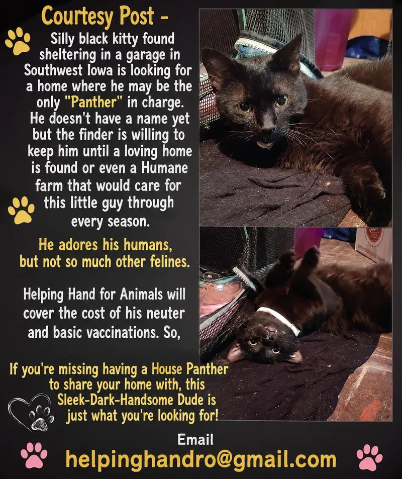An adult medium-sized male Black Domestic Short Hair cat named Sauron for adoption in Omaha, NE