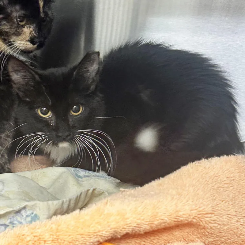 A baby small-sized female Black Domestic Short Hair cat named Cinnamon for adoption in Hailey, ID