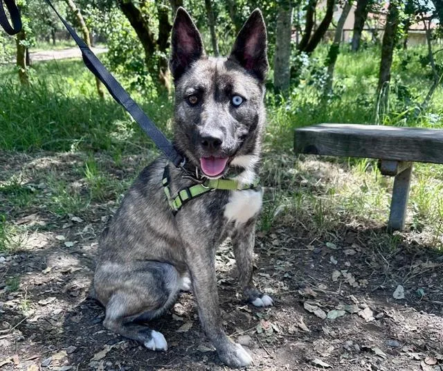 An adult medium-sized female Australian Cattle Dog / Blue Heeler dog named Lindsey for adoption in Santa Rosa, CA