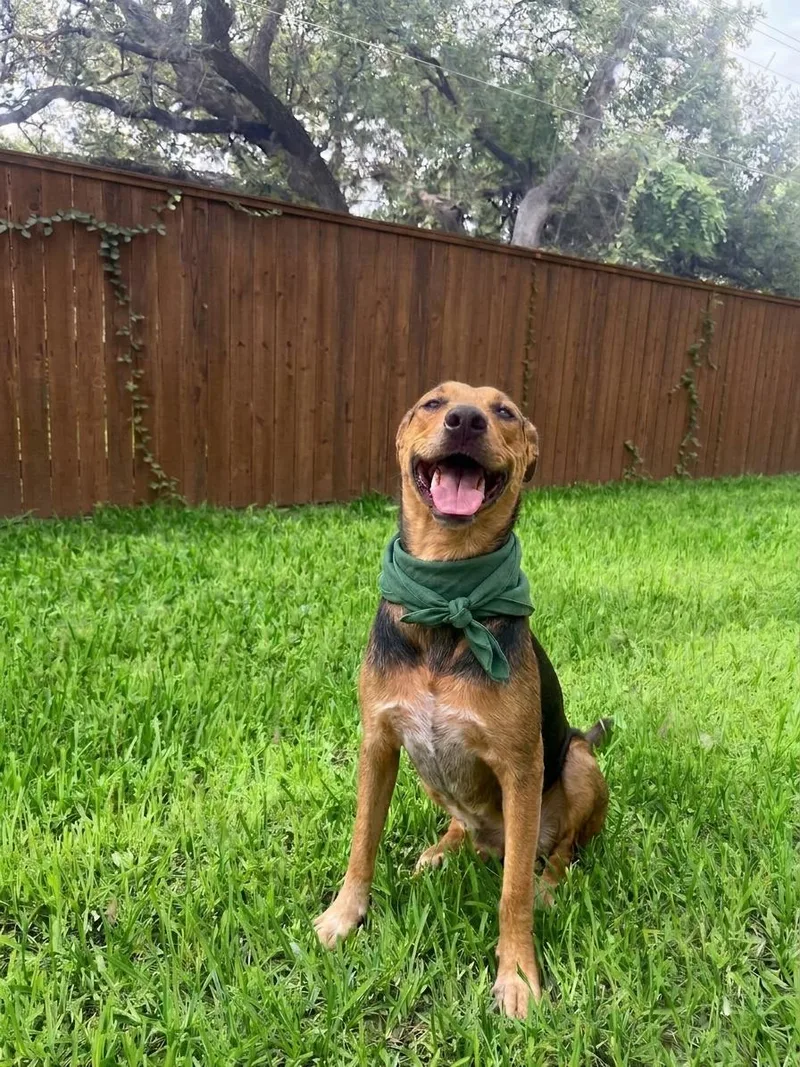 A young medium-sized male German Shepherd Dog dog named Franco for adoption in Southport, CT