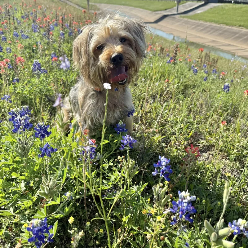 Lollipop thumbnail 4