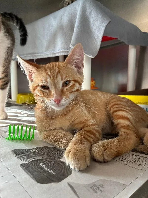A young small-sized male Orange / Red Domestic Short Hair cat named Alto for adoption in Cincinnati, OH
