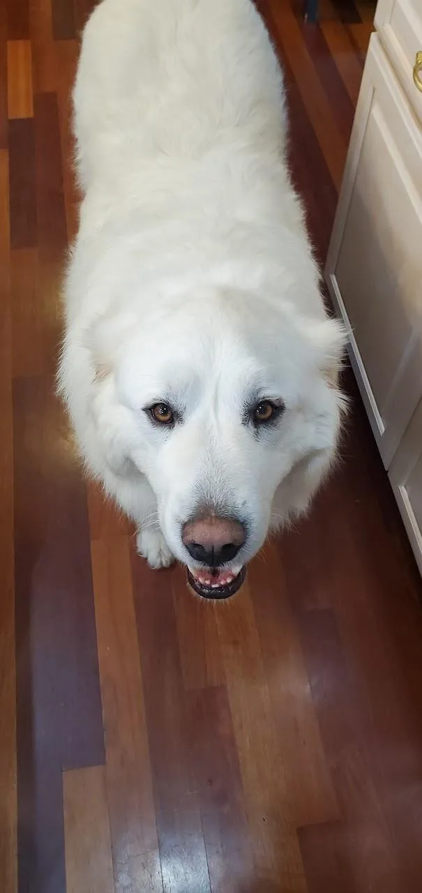 Thor and Nala  thumbnail 4