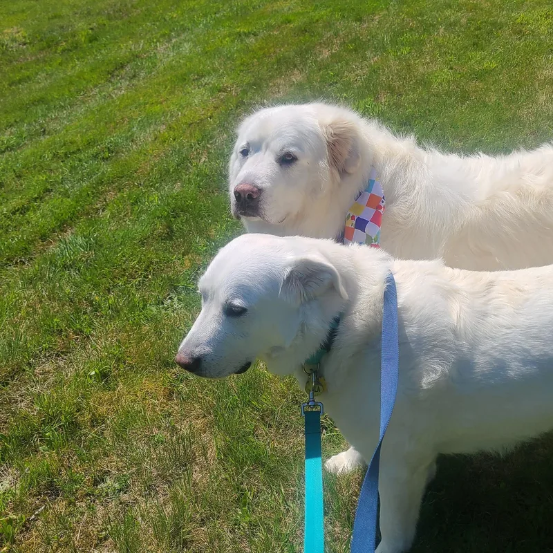 Thor and Nala  thumbnail 5