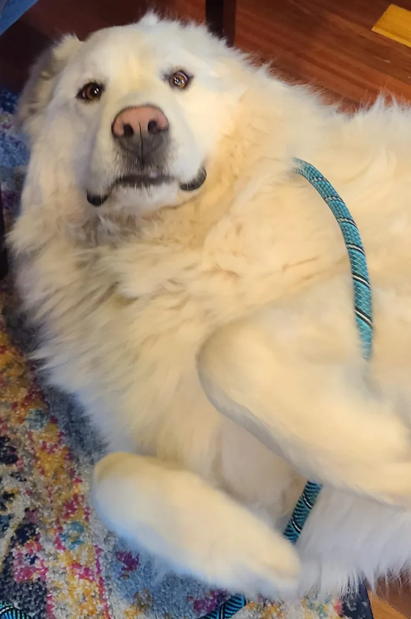 Thor and Nala  thumbnail 6