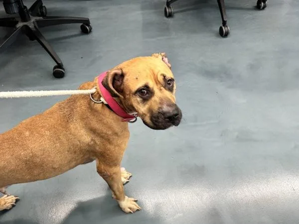 An adult medium-sized female Mixed Breed dog named Nikki for adoption in Ridgewood, NY
